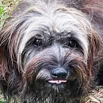 Thumbnail photo of JESSIE (ONE HANDSOME FELLOW) #1