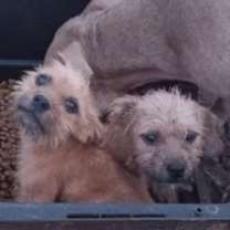 Thumbnail photo of Jerry #2