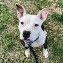 Thumbnail photo of Jasmine #1