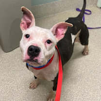 Thumbnail photo of Jasmine #3