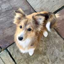 Thumbnail photo of Rosie #3