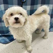 Thumbnail photo of Toby #3