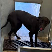 Thumbnail photo of Harlow #4