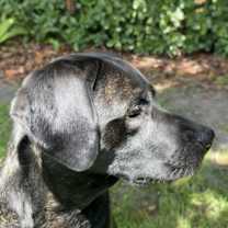 Thumbnail photo of Beau #1