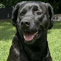 Thumbnail photo of Beau #4