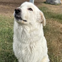 Thumbnail photo of Bee JuM #4