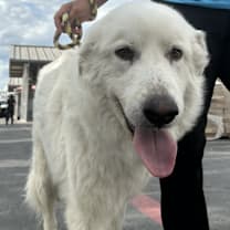 Thumbnail photo of Bee JuM #2