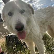 Thumbnail photo of Bee JuM #3