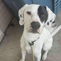 Thumbnail photo of Koe #3