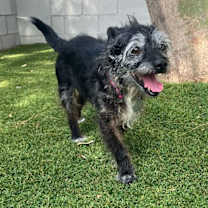 Thumbnail photo of Tippy #2