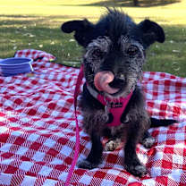 Thumbnail photo of Tippy #3