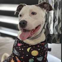 Thumbnail photo of Waffle #1