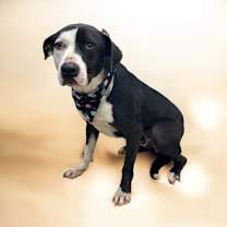 Thumbnail photo of Rocky #1