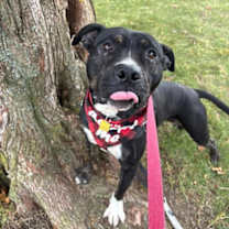 Thumbnail photo of Freddy X 65 #3