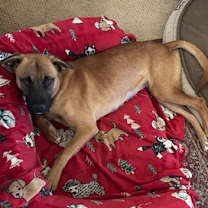 Thumbnail photo of Maple #3