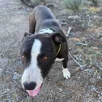 Thumbnail photo of Lucky #4