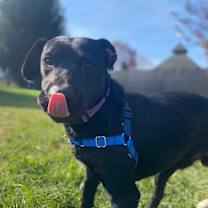 Thumbnail photo of Homer #1