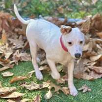 Thumbnail photo of Maddy (Mall of NH) #3