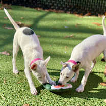 Thumbnail photo of Medley (Mall of NH) #3