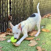 Thumbnail photo of Medley (Mall of NH) #4