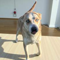 Thumbnail photo of MISTO #1