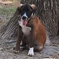 Thumbnail photo of Daisy #1