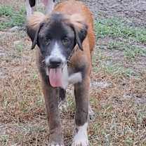 Thumbnail photo of Daisy #2