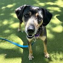 Thumbnail photo of Blip💎 #1