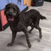 Thumbnail photo of BUCK’D/URGENT #2