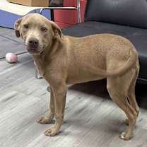 Thumbnail photo of CELSIUS/URGENT #3