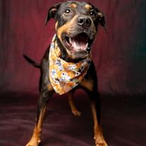 Thumbnail photo of Bear Bear #1