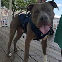 Thumbnail photo of Rhett Butler #3