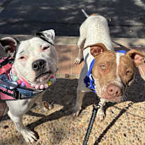 Thumbnail photo of Dottie #1