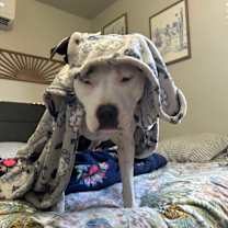 Thumbnail photo of Dottie #2