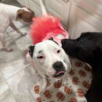 Thumbnail photo of Dottie #3