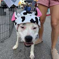 Thumbnail photo of Dottie #4