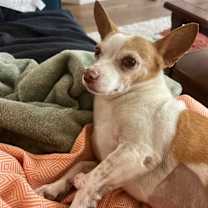 Thumbnail photo of Toby #4