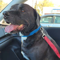 Thumbnail photo of Travis #1