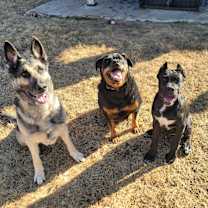 Thumbnail photo of Diesel #4