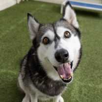 Thumbnail photo of Baba Nana #1