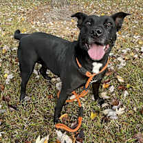 Thumbnail photo of Lilo #1