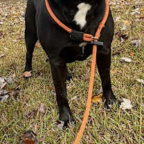 Thumbnail photo of Lilo #2