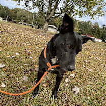 Thumbnail photo of Lilo #3