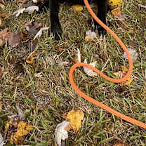 Thumbnail photo of Lilo #4