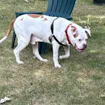 Thumbnail photo of Beefy #4