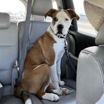 Thumbnail photo of Simba #3