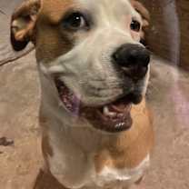 Thumbnail photo of Simba #2