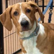 Thumbnail photo of Luna #1