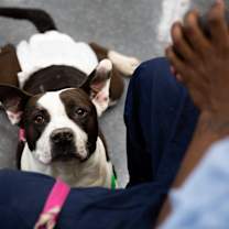 Thumbnail photo of Snowball #1