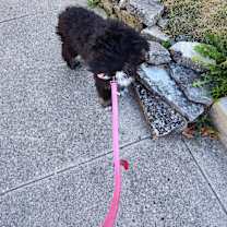 Thumbnail photo of Lucy #2